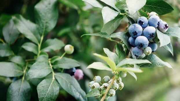 Close up of branch full of bio and organic blueberries (bilberry) in the farm