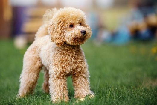 Cute small golden poodle standing on green lawn in the park. Happy dog.