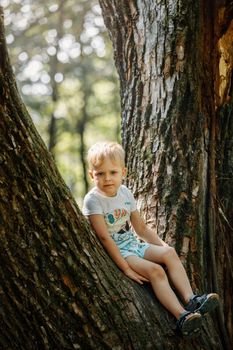 Little boy sitting on tree branch. Outdoors. Sunny day. Active boy playing in the park. Lifestyle concept