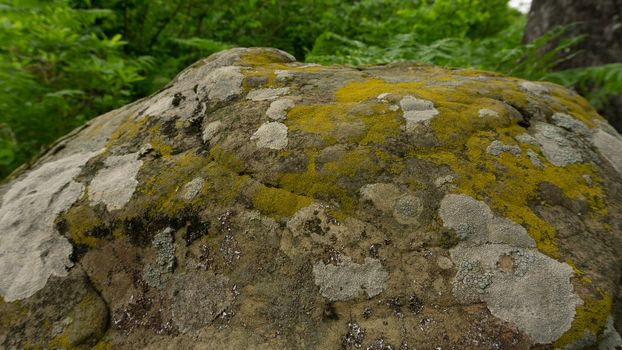 Moss-covered cobblestone in the green forest. Sochi, Lazarevskoe, Berendeevo Tsarstvo, Russia