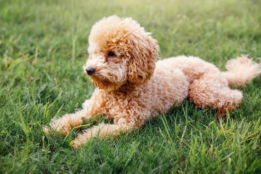 Apricot puppy, small poodle dog posing in front of camera. Small dog in cute pose laying on the grass background and resting.