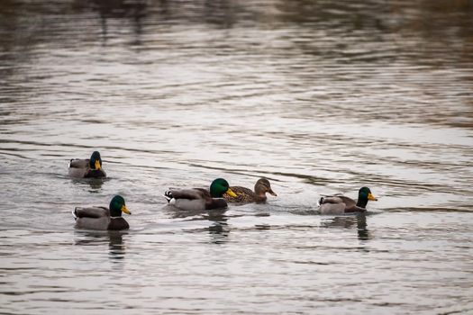 Several mallard ducks swim on the calm water of Lake Michigan.