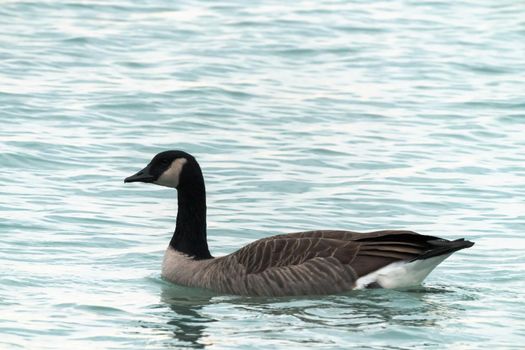 A single Canadian goose floats or swims on the blue water of Lake Michigan in Chicago.