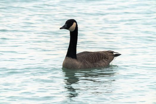 A single Canadian goose floats or swims on the blue water of Lake Michigan in Chicago.