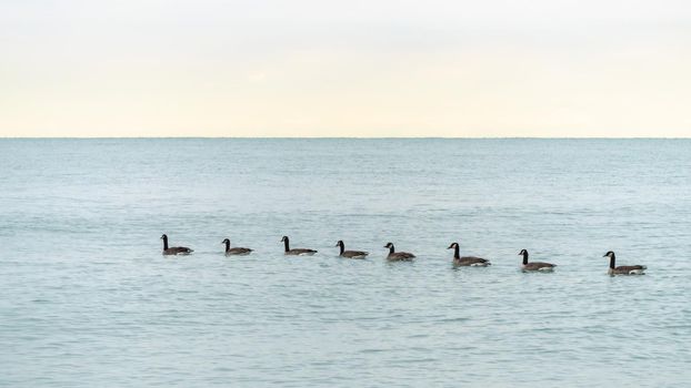 A flock of Canadian geese swim single file on the blue water of Lake Michigan in Chicago.