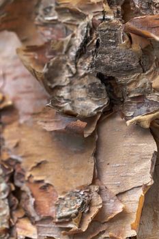 A close up nature background image of peeling bark on a river birch tree trunk in a forest in the Midwest.