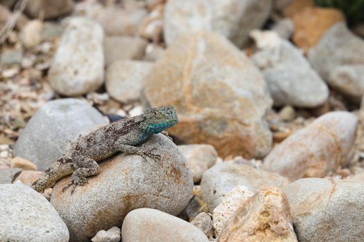 Southern rock agama lizard (Agama atra) perched on stone in natural rock bed, Gouritsmond, South Africa