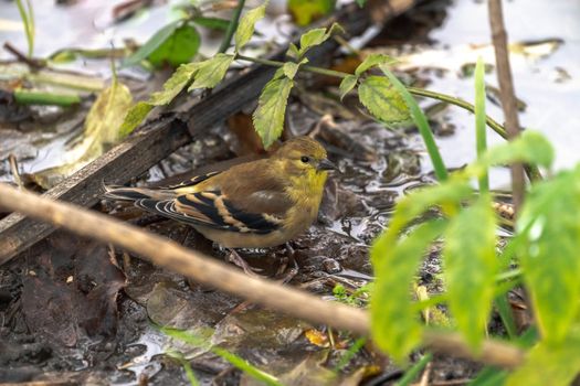 A closeup bird wildlife photo of a non-breeding male American goldfinch sitting in a small pool of water in a forest in autumn in the Midwest.