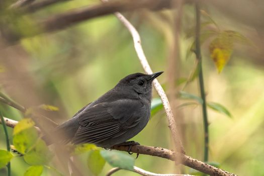 A close up bird wildlife photograph of a gray catbird perched in a tree in autumn in the Midwest.