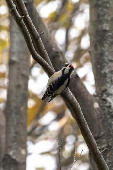 A close-up wildlife bird photograph of a male downy woodpecker clinging to a branch in the woods with other trees blurred in the background in the Midwest.