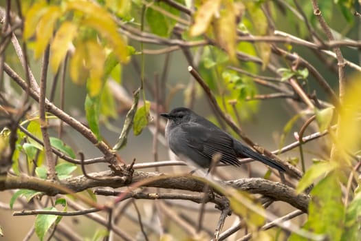 A close up bird wildlife photograph of a gray catbird perched in a tree in autumn in the Midwest.