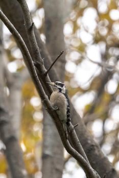 A close-up wildlife bird photograph of a male downy woodpecker perched on a branch in the woods with other trees blurred in the background in the Midwest.