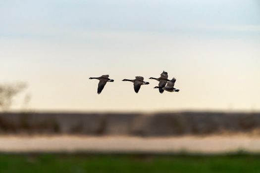 A small flock of Canadian geese fly over the horizon at a beach in Chicago.