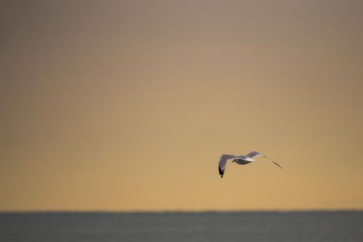 Beautiful wildlife photo of a seagull flying over the water of Lake Michigan with an orange sky background.