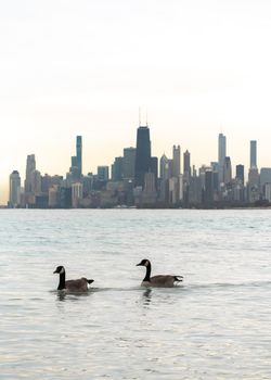 Two Canadian geese swim past the Chicago skyline in the water of Lake Michigan at sunset.
