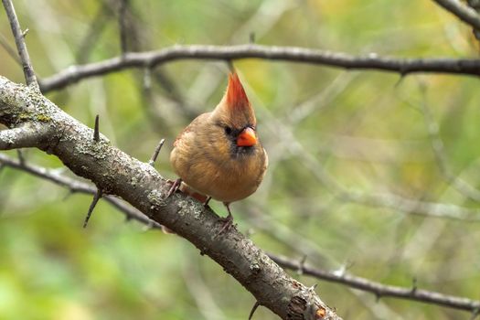 A closeup wildlife bird photograph of an adult female Northern Cardinal perched on a tree branch in the forest in the Midwest.