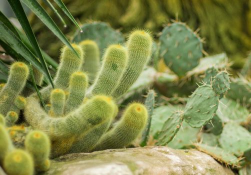 Many arms of green prickly furry cactus