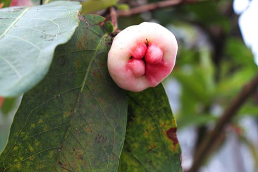 tasty and healthy Java apple on tree in farm for harvest