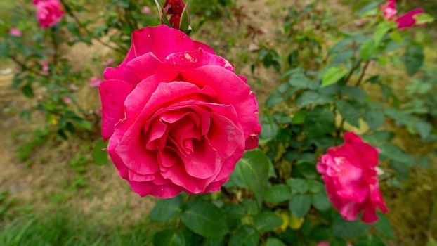 A blossoming crimson rose flower surrounded by dark green leaves. Close-up