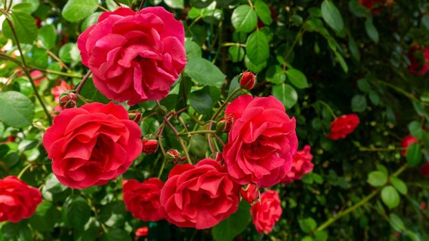 A blossoming crimson rose flower surrounded by dark green leaves. Close-up