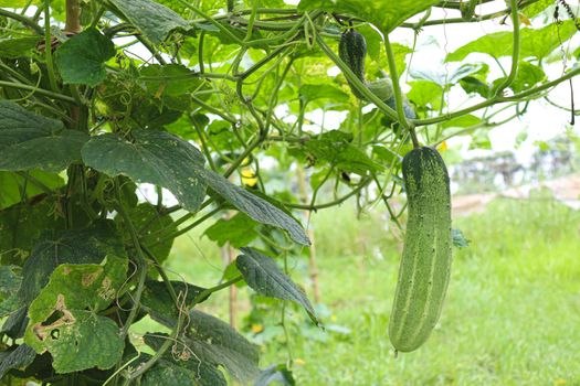 tasty and healthy fresh cucumber on tree in farm for harvest