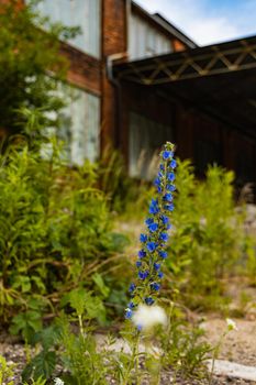 Beautiful tiny blue flowers on long green stalk