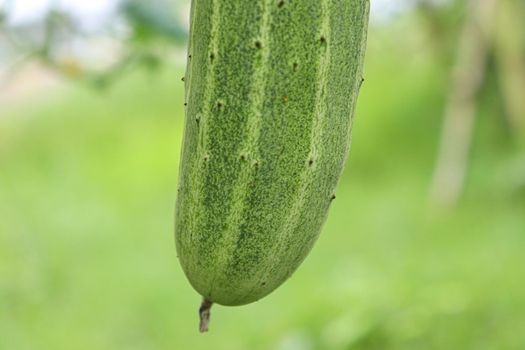 tasty and healthy fresh cucumber on tree in farm for harvest