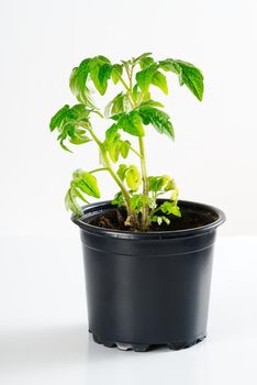 Green tomato seedling sprouts in black pot isolated on white background Spring concept for gardening. Spring concept for gardening, the plant ready for greenhouse