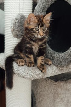 Young marble longhair bengal cat sitting on a soft cat's shelf of a cat's house indoors.
