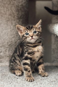 Young cute bengal kitten sitting on a soft cat's shelf of a cat's house indoors.