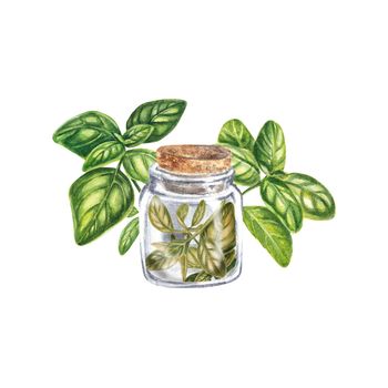 Basil green in a jar on a white background. Dried basil, seasoning for dishes. Watercolor illustration of Provencal herbs of the basilica are suitable for postcards, menu design. realistic plant.