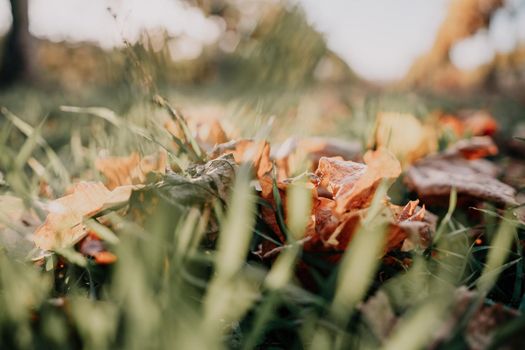 Close up of freshly cutting grass on the green lawn or field with sun beam, soft focus, free space.