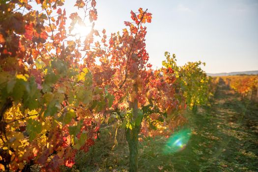 Beautiful clusters of ripening grapes in the sun. Grape plantation in the sunset light. Beautiful vine with grapes. Wine Making concept. Grape business.