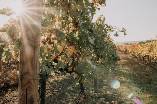 Beautiful clusters of ripening grapes in the sun. Grape plantation in the sunset light. Beautiful vine with grapes. Wine Making concept. Grape business.