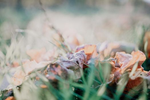 Close up of freshly cutting grass on the green lawn or field with sun beam, soft focus, free space.