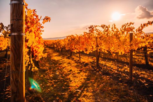 Beautiful clusters of ripening grapes in the sun. Grape plantation in the sunset light. Beautiful vine with grapes. Wine Making concept. Grape business.