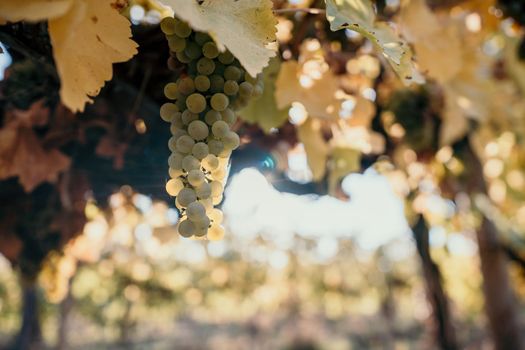 Beautiful clusters of ripening grapes in the sun. Grape plantation in the sunset light. Beautiful vine with grapes. Wine Making concept. Grape business.