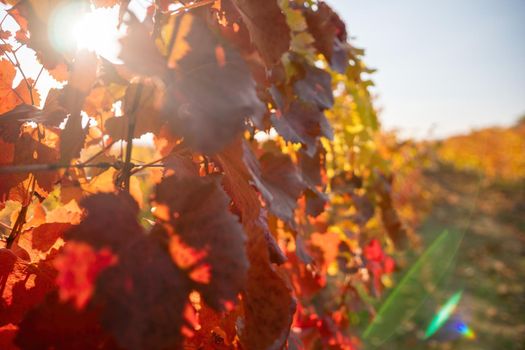 Beautiful clusters of ripening grapes in the sun. Grape plantation in the sunset light. Beautiful vine with grapes. Wine Making concept. Grape business.