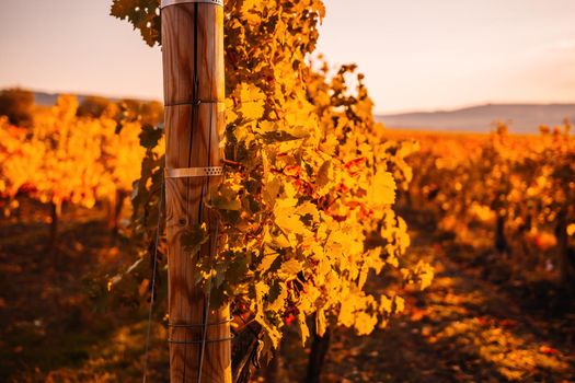 Beautiful clusters of ripening grapes in the sun. Grape plantation in the sunset light. Beautiful vine with grapes. Wine Making concept. Grape business.