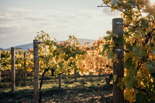 Beautiful clusters of ripening grapes in the sun. Grape plantation in the sunset light. Beautiful vine with grapes. Wine Making concept. Grape business.