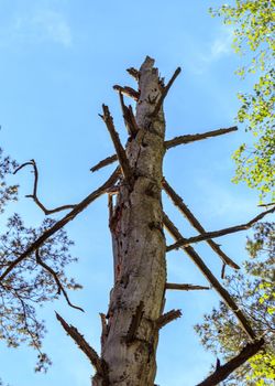 Dead dry tree in forest view from below