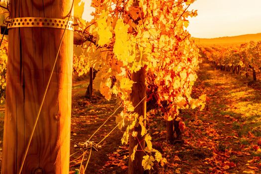 Beautiful clusters of ripening grapes in the sun. Grape plantation in the sunset light. Beautiful vine with grapes. Wine Making concept. Grape business.