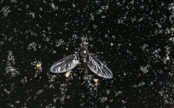 Dead fly into the dark water