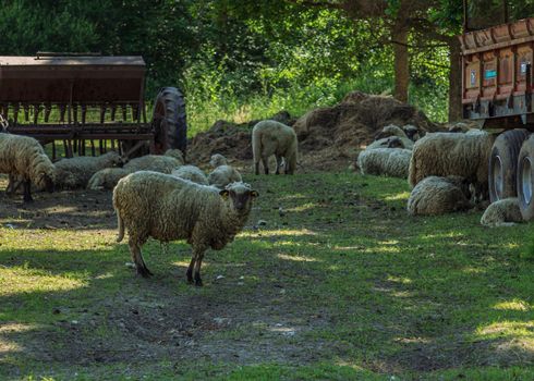 Black head flock of sheeps eating green grass and sleeping, furry farm animal wool