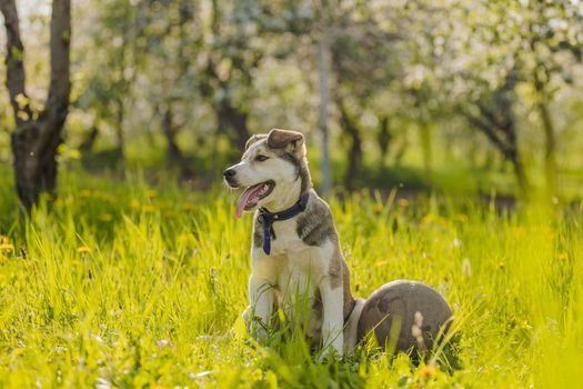 husky dog with ball in green grass