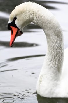 Close-up of a beautiful swan.