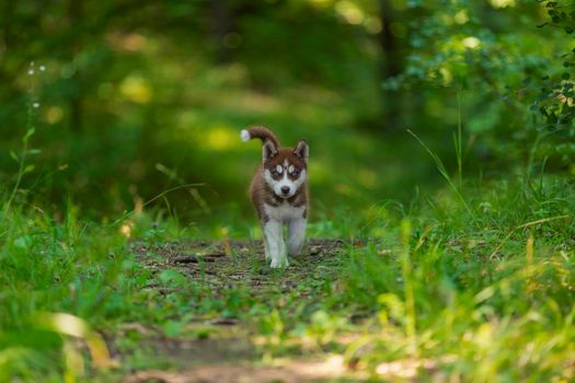 blue-eyed husky puppy walking in the park