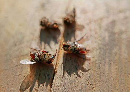 group of bees that died from environmental poisoning