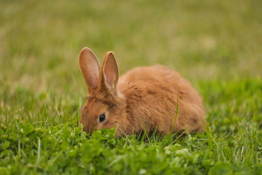 orange rabbit on the lawn grazes the grass