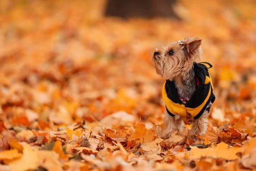 yorkshire terrier in clothes walks in the autumn park